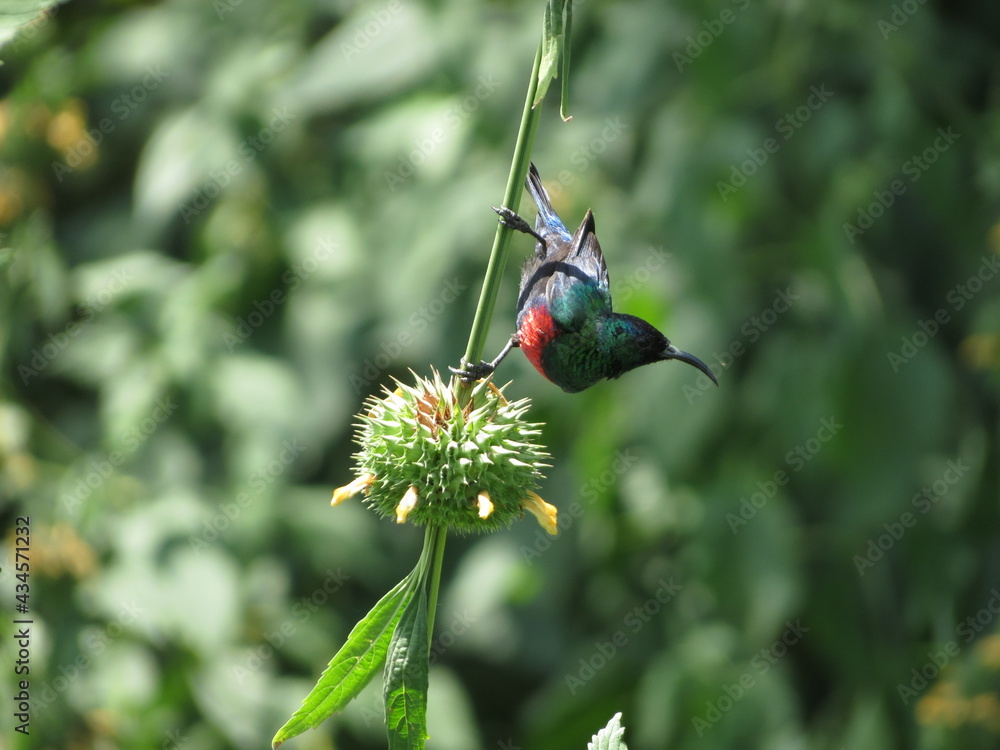 Obraz premium Birds in their natural habitat of Eritrea