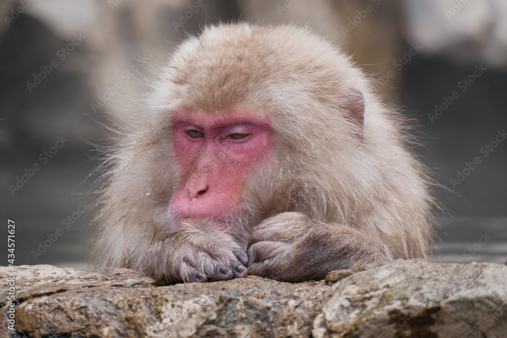 Naklejka premium Monkey in hot-spring (Famous Snow Monkey in Early Summer)