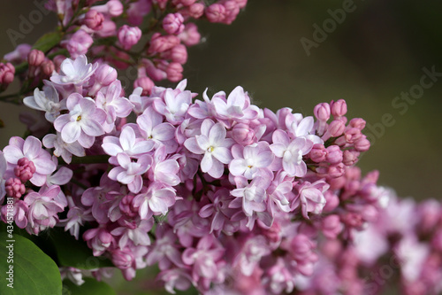 Lilac flowers closeup. Spring blossom and green leaves on blurred background