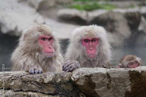 Monkey in hot-spring (Famous Snow Monkey in Early Summer)  © さとう　たかし