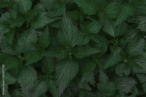 Fresh nettle leaves  as a background.