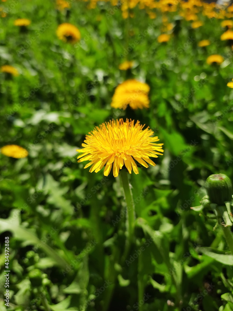 Many yellow dandelions in a meadow among green grass on a sunny day. Many yellow dandelions in a meadow among green grass on a sunny day.
