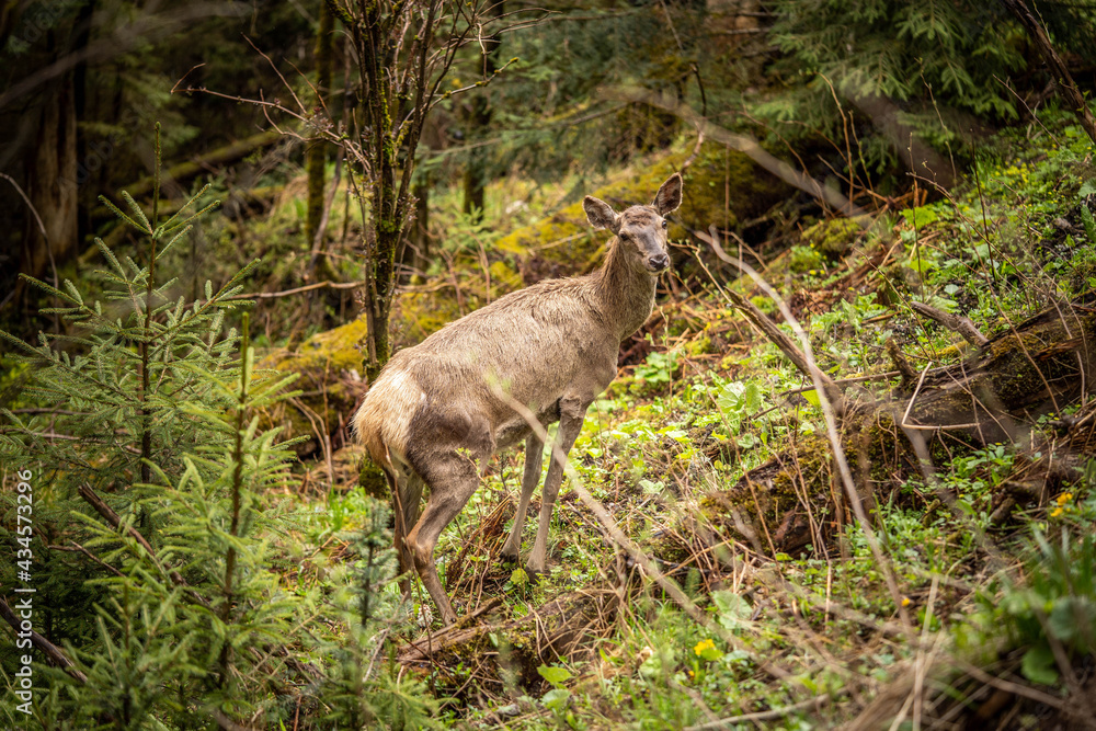 a beautiful deer looks around, standing among lush greenery a beautiful deer looks around, standing among lush greenery
