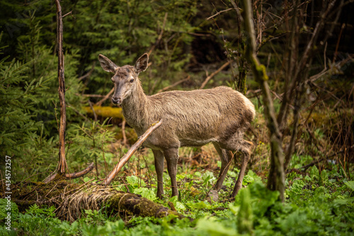 a beautiful deer stands among lush greenery
