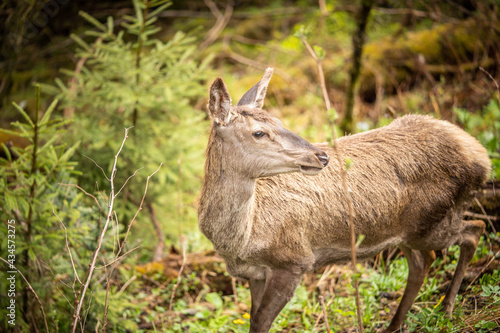 a beautiful deer looks around, standing among lush greenery