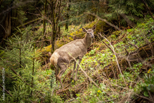 a beautiful deer looks around, standing among lush greenery © Olexandr