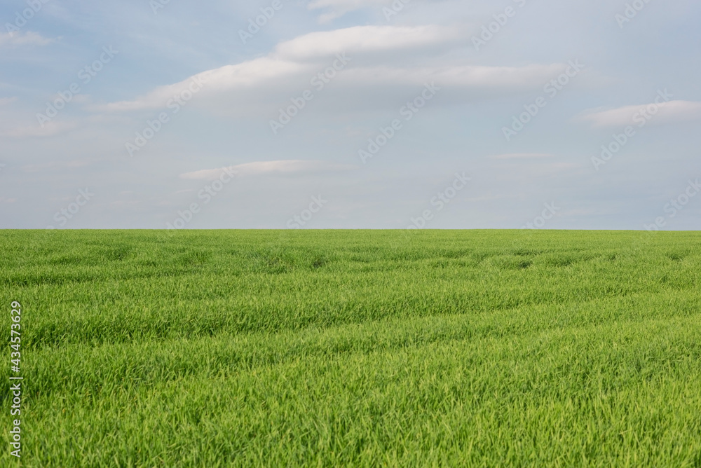 minimalistic landscape of green grass field with cloudy sky