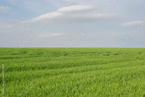 minimalistic landscape of green grass field with cloudy sky