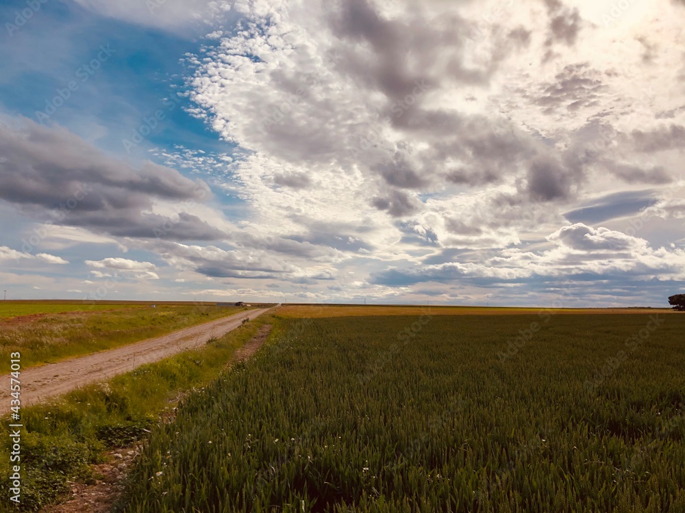 Obraz premium campo de trigo en una tarde de verano