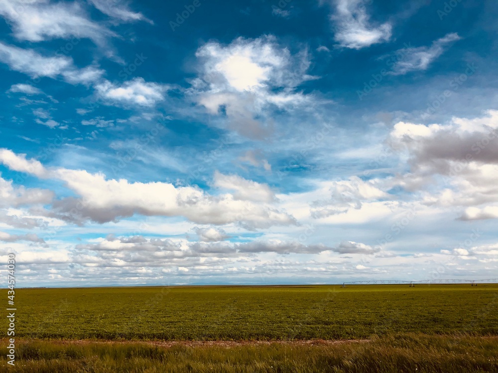 Campo de trigo en una tarde de verano Campo de trigo en una tarde de verano