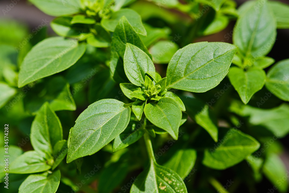 Fresh basil plant Fresh basil plant
