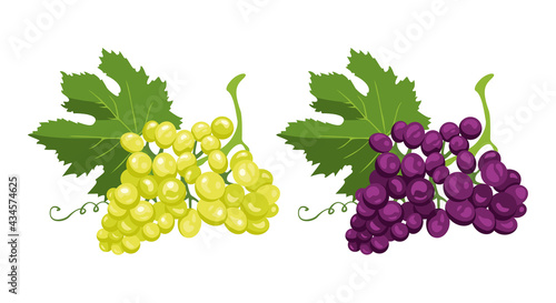 Bunch of green and purple grapes Isolated on white background. Vector illustration of ripe berries in cartoon flat style.