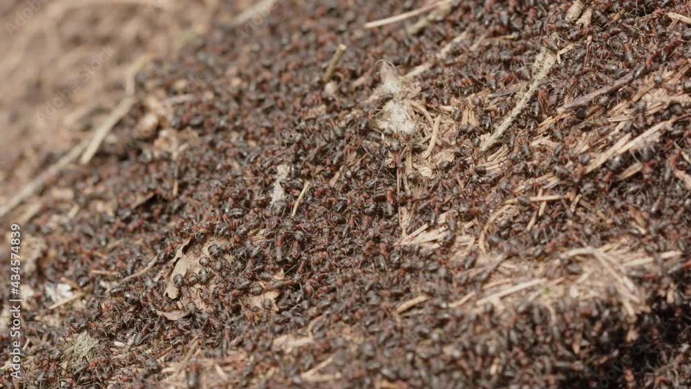 Red wood ant nest, Formica rufa, in a forest in Sweden, close up Red wood ant nest, Formica rufa, in a forest in Sweden, close up