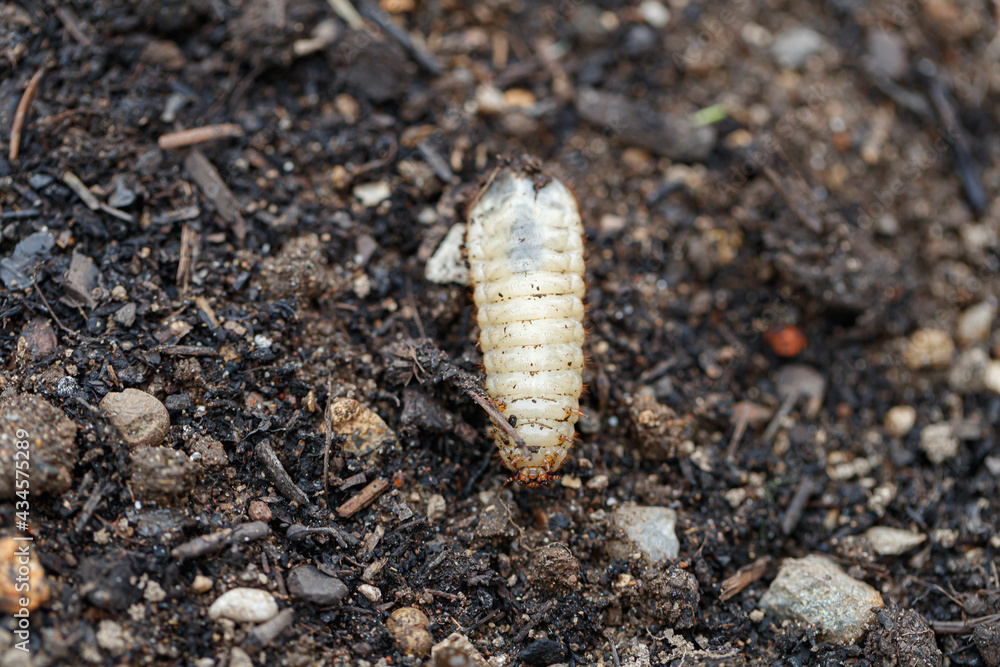 caterpillar cetonia aurata on the ground caterpillar cetonia aurata on the ground