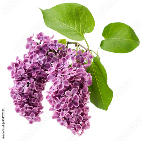 Branch of purple lilac with leaves on a white background. Isolated