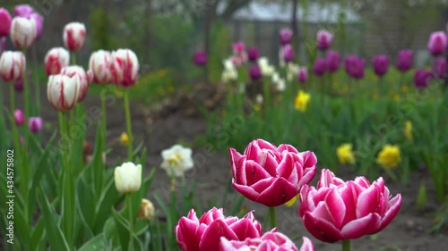 Pink peony tulips with white edge growing in spring garden. Columbus variety. Full double flowers blooming outdoors during rain in may