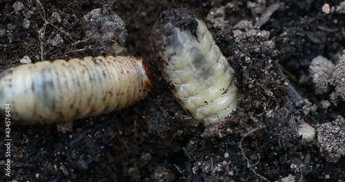 Cetonia aurata larva, worms of  the rose chafer