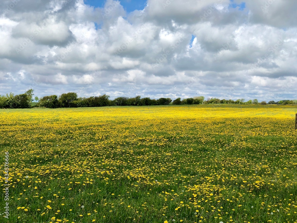 Obraz premium field of dandelions