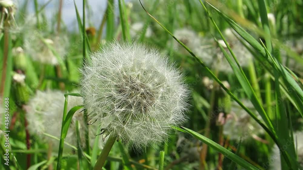 Dandelion close up in green grass green background