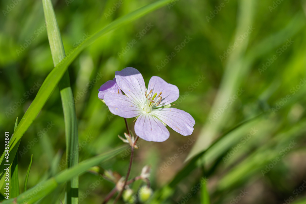 Wild Geranium Flower in Springtime Wild Geranium Flower in Springtime
