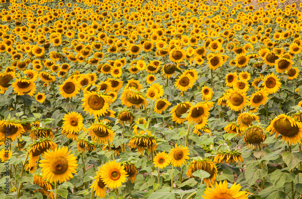 A field of sunflowers in Sandeep in the heart of the Dordogne, France A field of sunflowers in Sandeep in the heart of the Dordogne, France