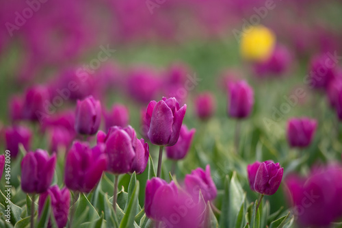 Blooming yellow tulip standing out in a pink purple field of tulips in Zeewolde the Netherlands