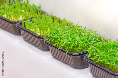 Microgreen. radish sprouts in plastic container on the counter of a supermarket, grocery store.