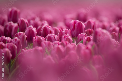 Pink purple blooming tulip field in Zeewolde the Netherlands