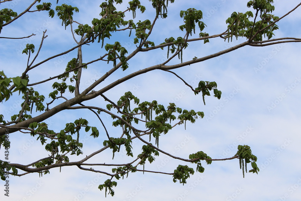 The walnut tree has bloomed Flowers - the earrings are beautiful The walnut tree has bloomed Flowers - the earrings are beautiful