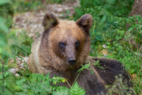 Adorable young brown bear in Bucegi Mountains, Sinaia area, Prahova County, Romania