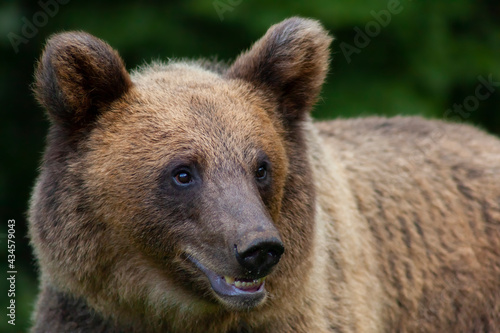 Adorable young brown bear in Bucegi Mountains, Sinaia area, Prahova County, Romania