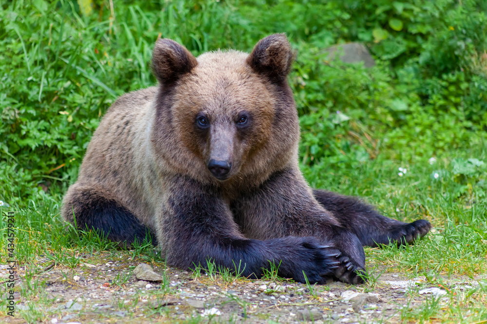 Adorable young brown bear in Bucegi Mountains, Sinaia area, Prahova County, Romania