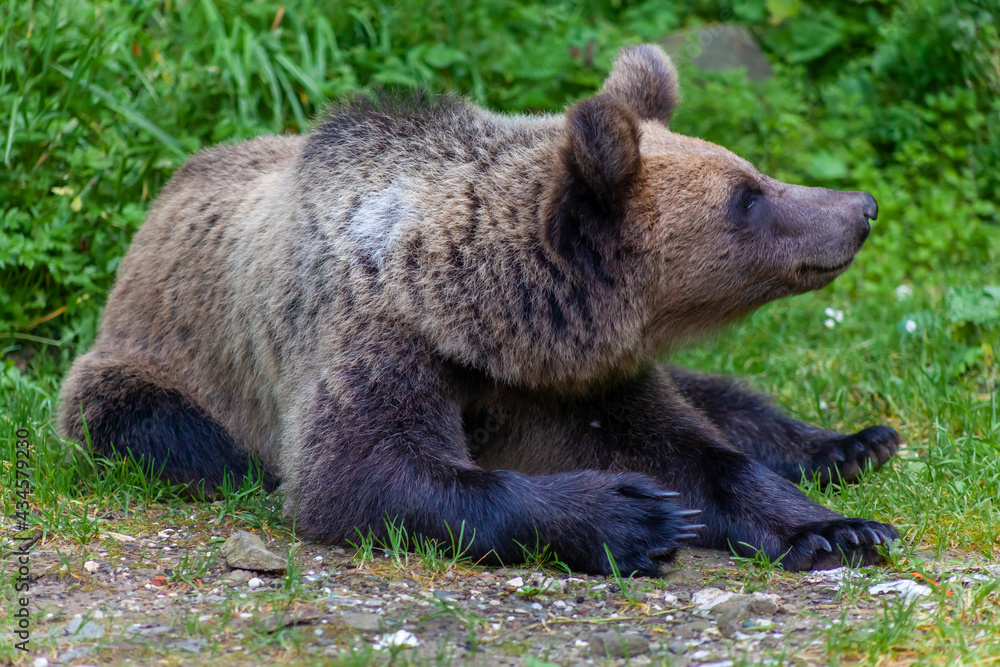 Adorable young brown bear in Bucegi Mountains, Sinaia area, Prahova County, Romania Adorable young brown bear in Bucegi Mountains, Sinaia area, Prahova County, Romania