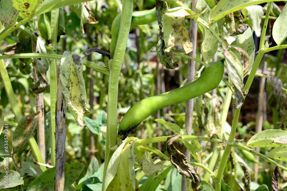 Italy-Cultivation of broad bean with fruit in the garden Italy-Cultivation of broad bean with fruit in the garden