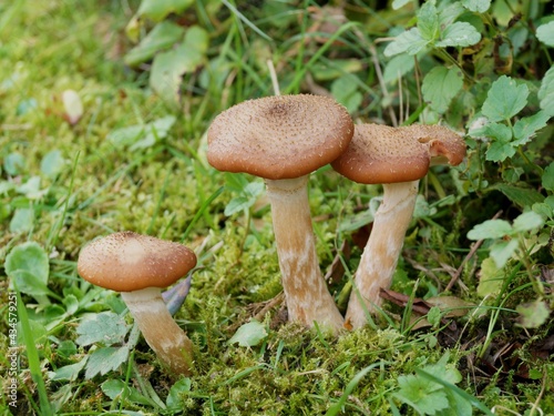 Three mushrooms in the grass and moss 