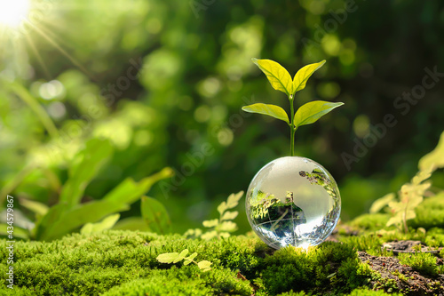 Fototapeta Naklejka Na Ścianę i Meble -  lass globe ball with tree growing and green nature blur background. eco earth day concept