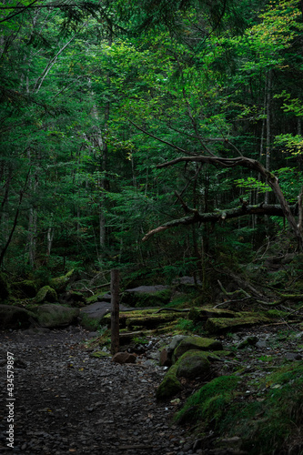 湿気の多い森 © Yas Film
