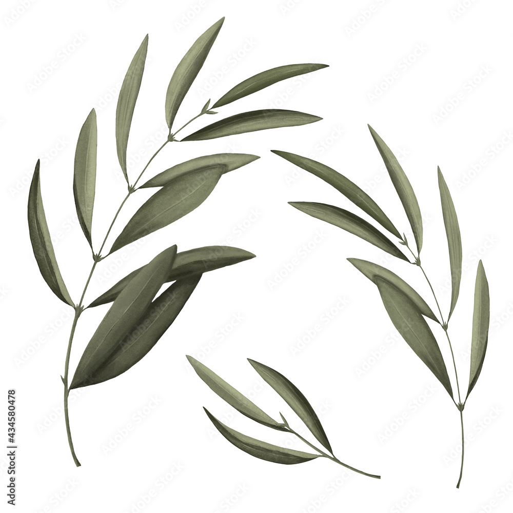 Obraz premium Green eucalyptus branch. Botanical organic elements on white background. Hand drawn illustration