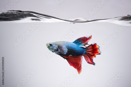 Blue and red Betta fish siamnese Fighting Fish Splendens swimming in Fish tank photo