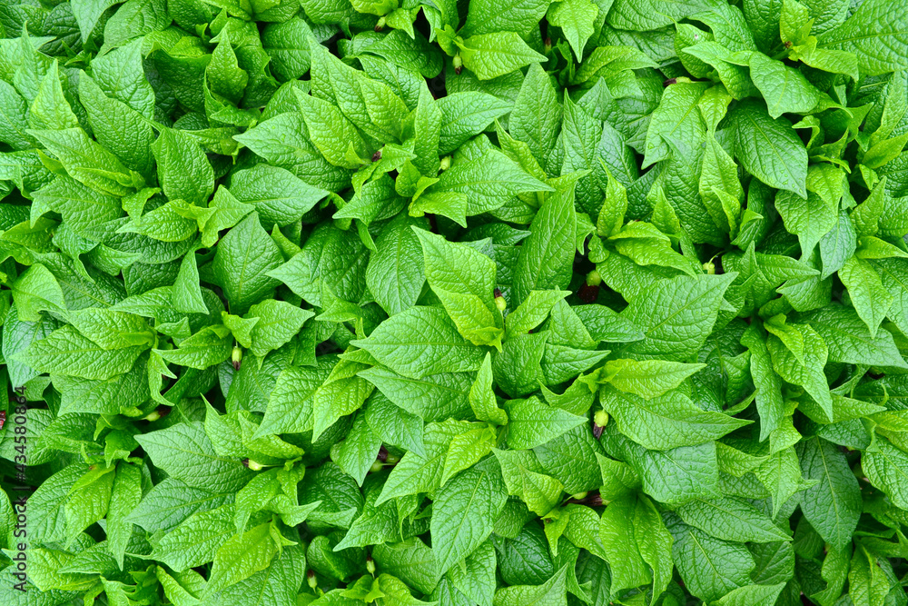 Tropical leaves.Abstract texture of the green leaves of Scopolia carnioli or mandrake.Natural background or wallpaper.The concept of the florist, ecology, gardening, biology, breeding, herbal medicine Tropical leaves.Abstract texture of the green leaves of Scopolia carnioli or mandrake.Natural background or wallpaper.The concept of the florist, ecology, gardening, biology, breeding, herbal medicine
