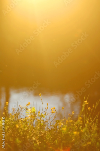 Yellow flowers growing by the river, illuminated by warm golden hour light. Selective focus.