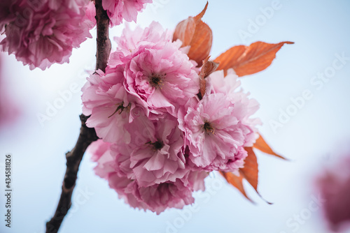 full bloom sakura in Luxembourg