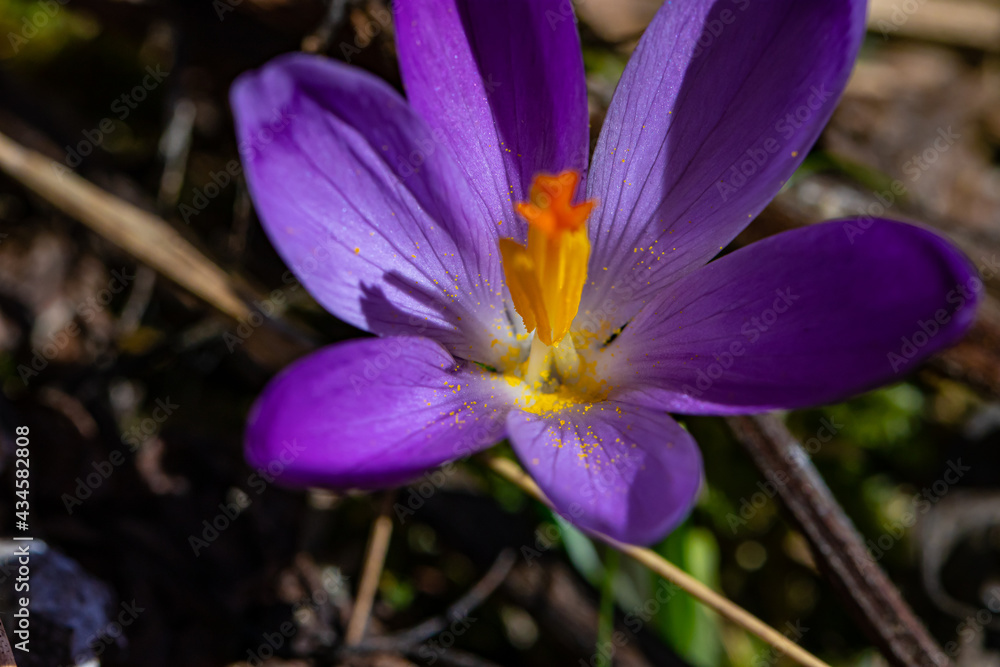 Crocus plant in all its beauty, close up Crocus plant in all its beauty, close up