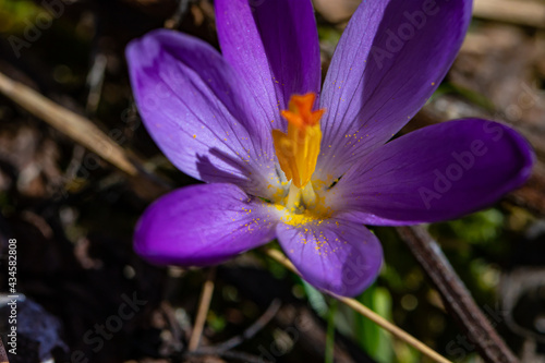 Crocus plant in all its beauty, close up 