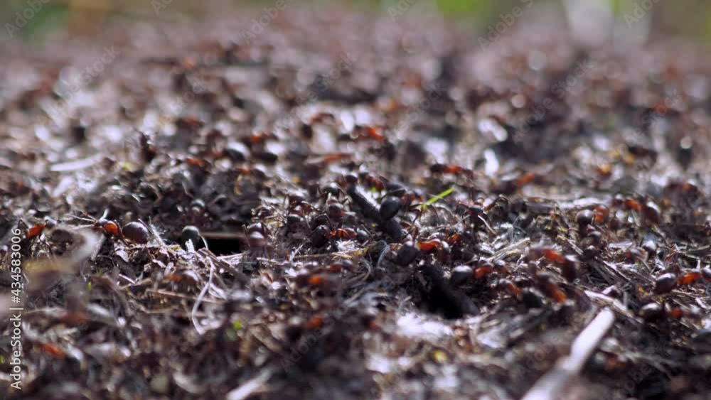 group of insects Forest ants Formica rufa working in an anthill close-up. 4k group of insects Forest ants Formica rufa working in an anthill close-up. 4k