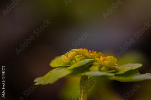 Chrysosplenium alternifolium plant growing in forest 