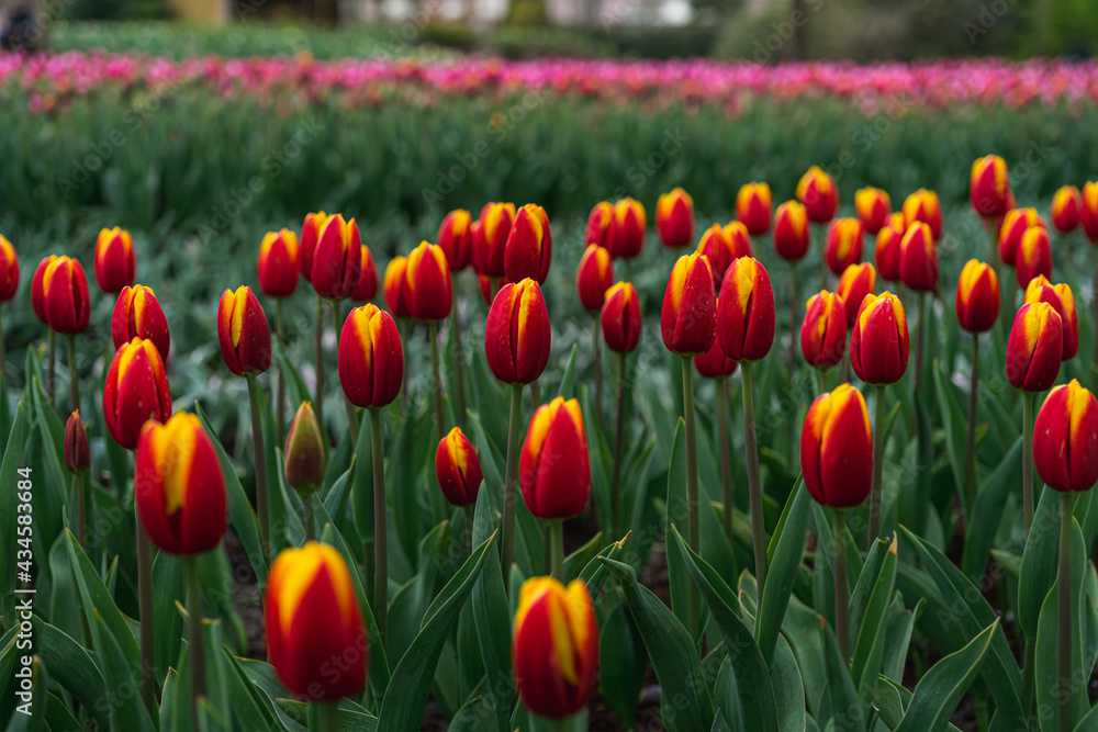 Scene from Keukenhof Park with Red Tulips Scene from Keukenhof Park with Red Tulips