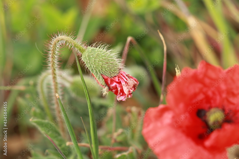 Bouton de coquelicot