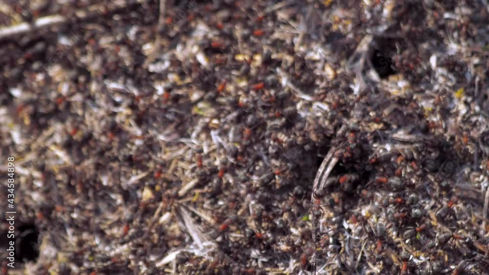 group of insects Forest ants Formica rufa working in an anthill close-up. 4k group of insects Forest ants Formica rufa working in an anthill close-up. 4k