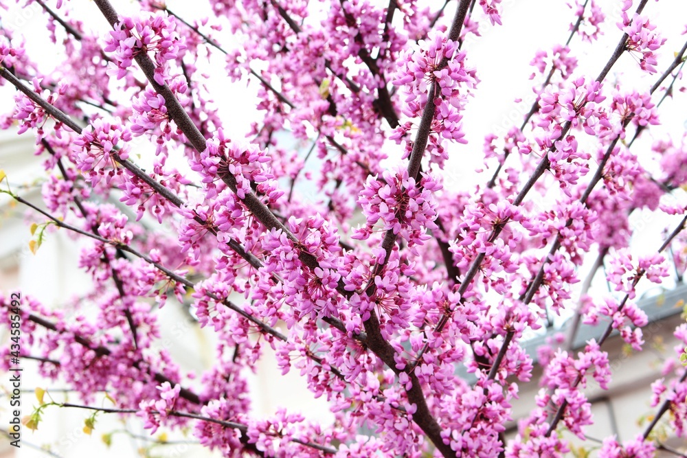 Delicate lilac flowers bloomed on tree branches in spring Delicate lilac flowers bloomed on tree branches in spring
